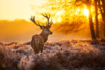 Printed roller blinds Deer Red Deer in morning Sun. 