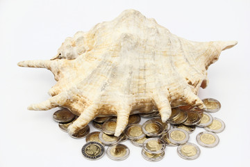 The shell with coins