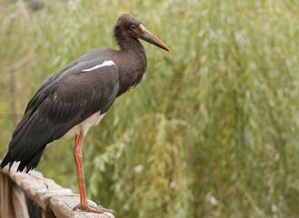 Abdim's Stork (Ciconia abdimii)