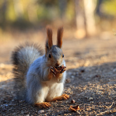 Beautiful red squirrel