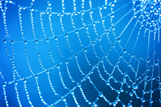 Cobweb with dew drops