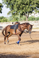 brown horse is trained by the lunge - obrazy, fototapety, plakaty