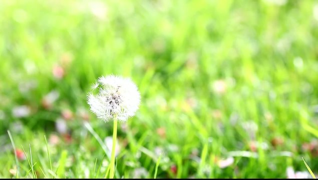 Dandelion on a wind. Late Spring time.