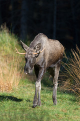 Elch, European elk, Alces alces