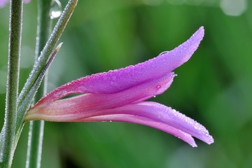 Gladiolus palustris