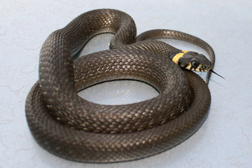 Snake close-up