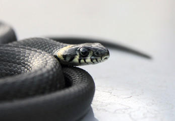 Snake close-up