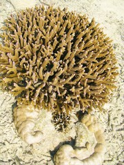 Naklejka na ściany i meble Coral skamieniałości na wybrzeżu Sumilon na Filipinach