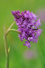 Anacamptis pyramidalis