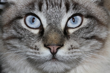 CHAT AUX YEUX BLEUS