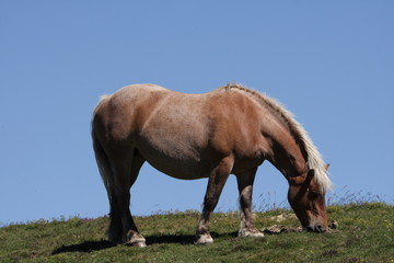 Cheval comtois