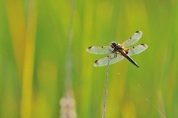 Libellula quadrimaculata