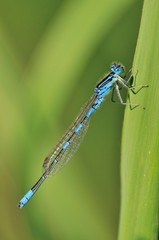 Coenagrion scitulum