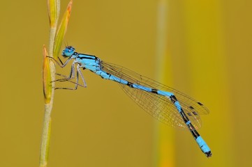 Enallagma cyathigerum