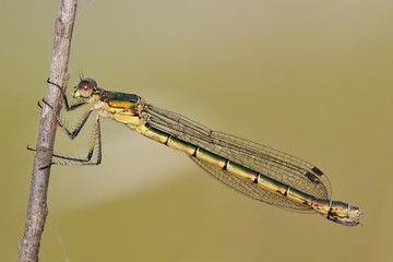 Lestes dryas