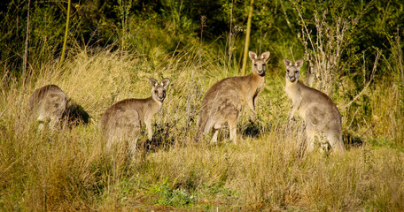 Gruppe von 4 Känguruhs in Australien