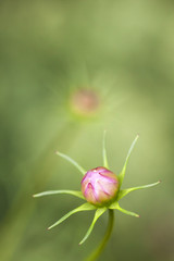 Flower bloom closeup