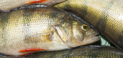 Perch closeup