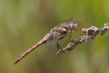 Orthetrum brunneum