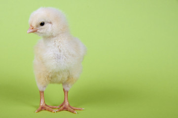 Küken