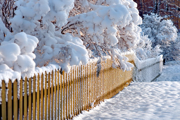 Wooden fence and scrubs in winter