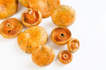 Saffron milk caps