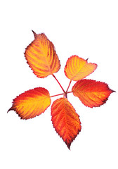 Autumn leaf