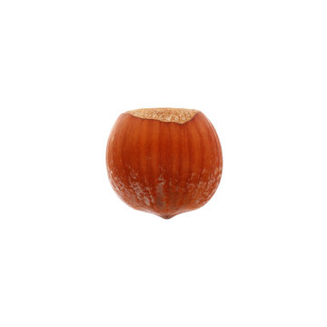 Hazelnut isolated on white background