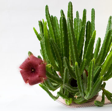 Stapelia