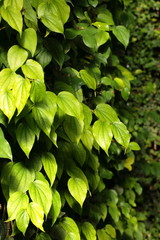 Green leaves on black background