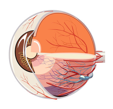 Vector image of eyeball anatomy