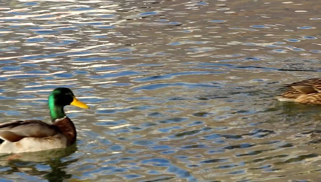 une bande de canards qui nagent dans un lac