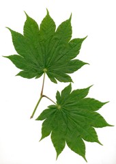 green leaves of maple tree