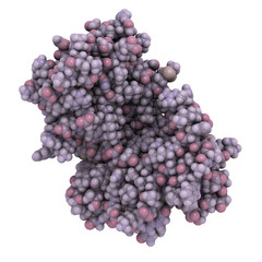 cyclic ADP ribose hydrolase (CD38) protein, chemical structure