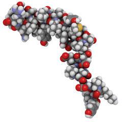 Neuropeptide Y molecule, chemical structure