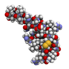 Orexin-A (hypocretin-1) neuropeptide molecule, chemical structur