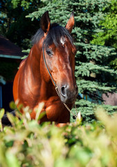 Fototapeta premium portrait of cute breed stallion front stable