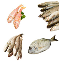 Varietà di pesce fresco
