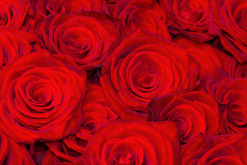 Red natural roses background