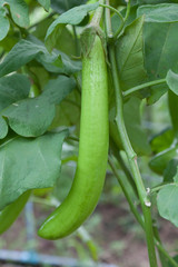 Thai Long Green Eggplant