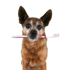 a chihuahua with a toothbrush in his mouth