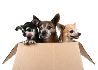 three chihuahuas in a cardboard box