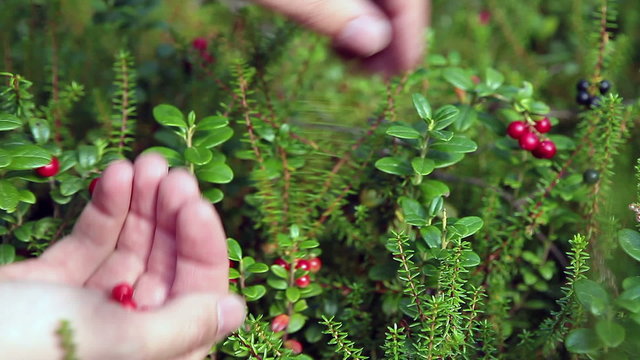 Cawberreis harvesting in forest. Human hands with berries