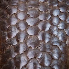 Pangolin scale 