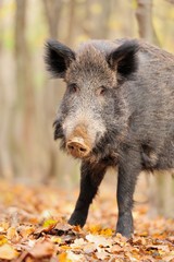 Wild boar in autumn forest