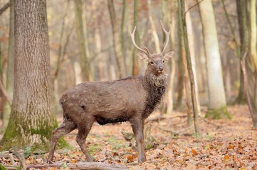 Deer in autumn forest