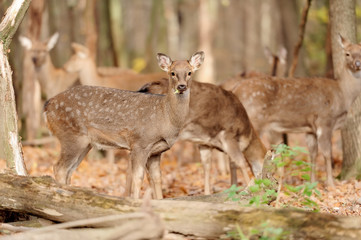 Naklejka na ściany i meble Deer in autumn forest