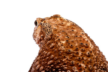 Toad sit on  white background