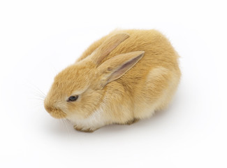 rabbit on a white background
