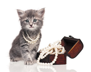 Cute kitten